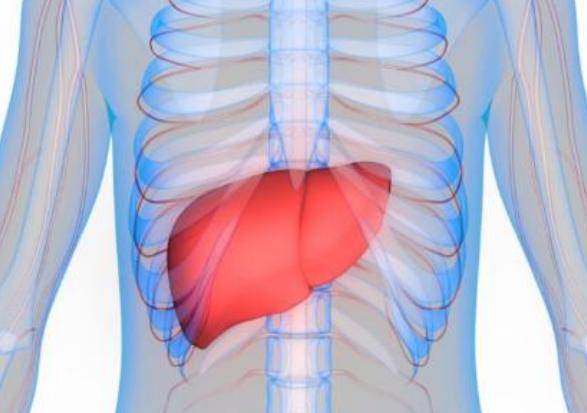 肝脏对应后背的位置图图片