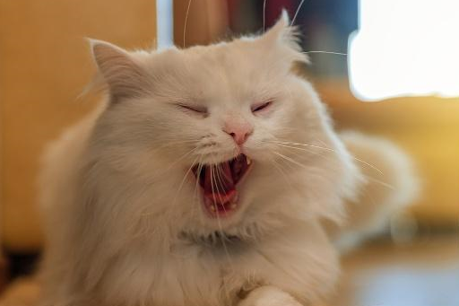 猫打哈欠的时候把手伸进它们嘴里会发生什么?_反应_猫咪_手指