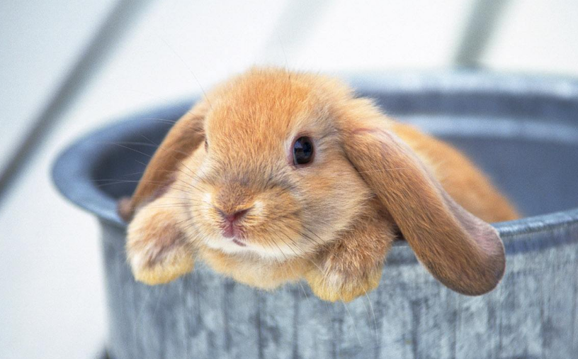 想要养好垂耳兔,这四个注意事项,应该get起来!_主人_兔子_笼子