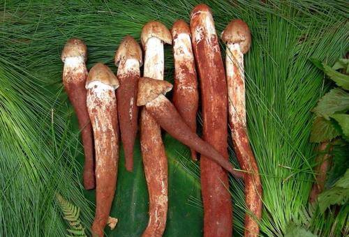 云南一块玉米地长出40多窝鸡枞菌,究竟是什么原因?