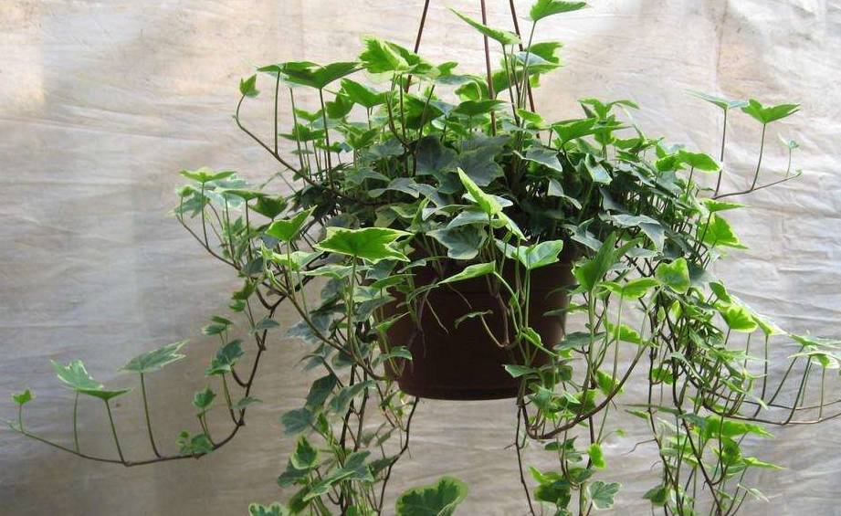 聪明人都养这几种植物,难怪身体住健康_的作用_空气_二氧化碳