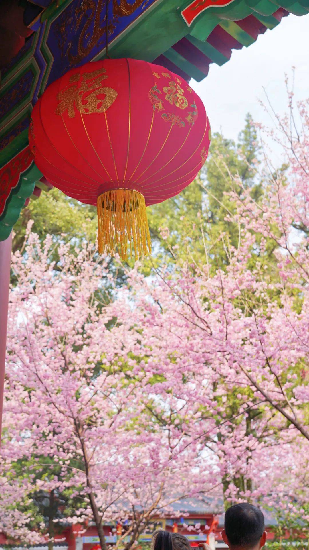 张琦_摄影_lolita