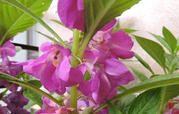 这10种花,春天撒把"种子"就发芽,养护不难,这个时间正好!