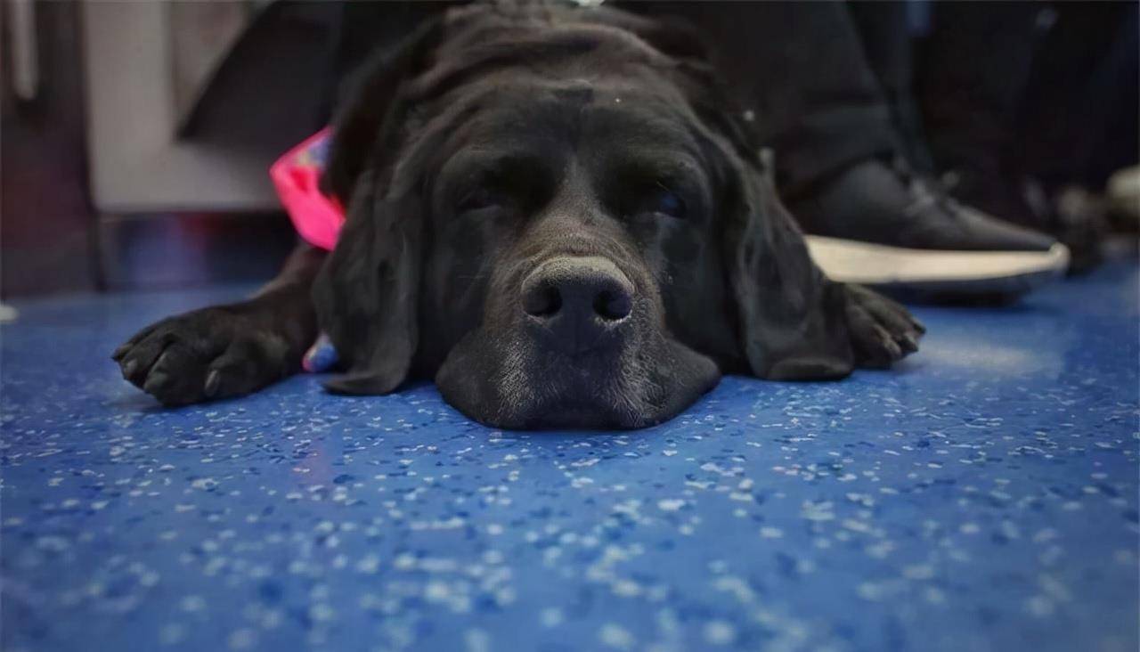导盲犬珍妮近况:已经退役了,"有生之年"最大愿望是