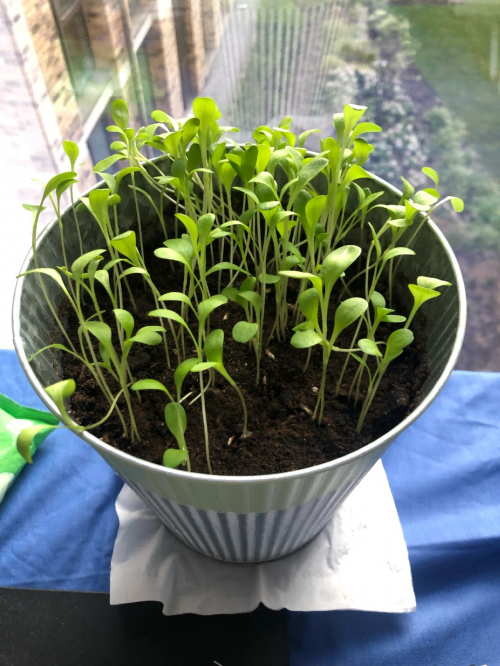 矢车菊耐寒易养,开花也好看!开春播种就合适——花园传说