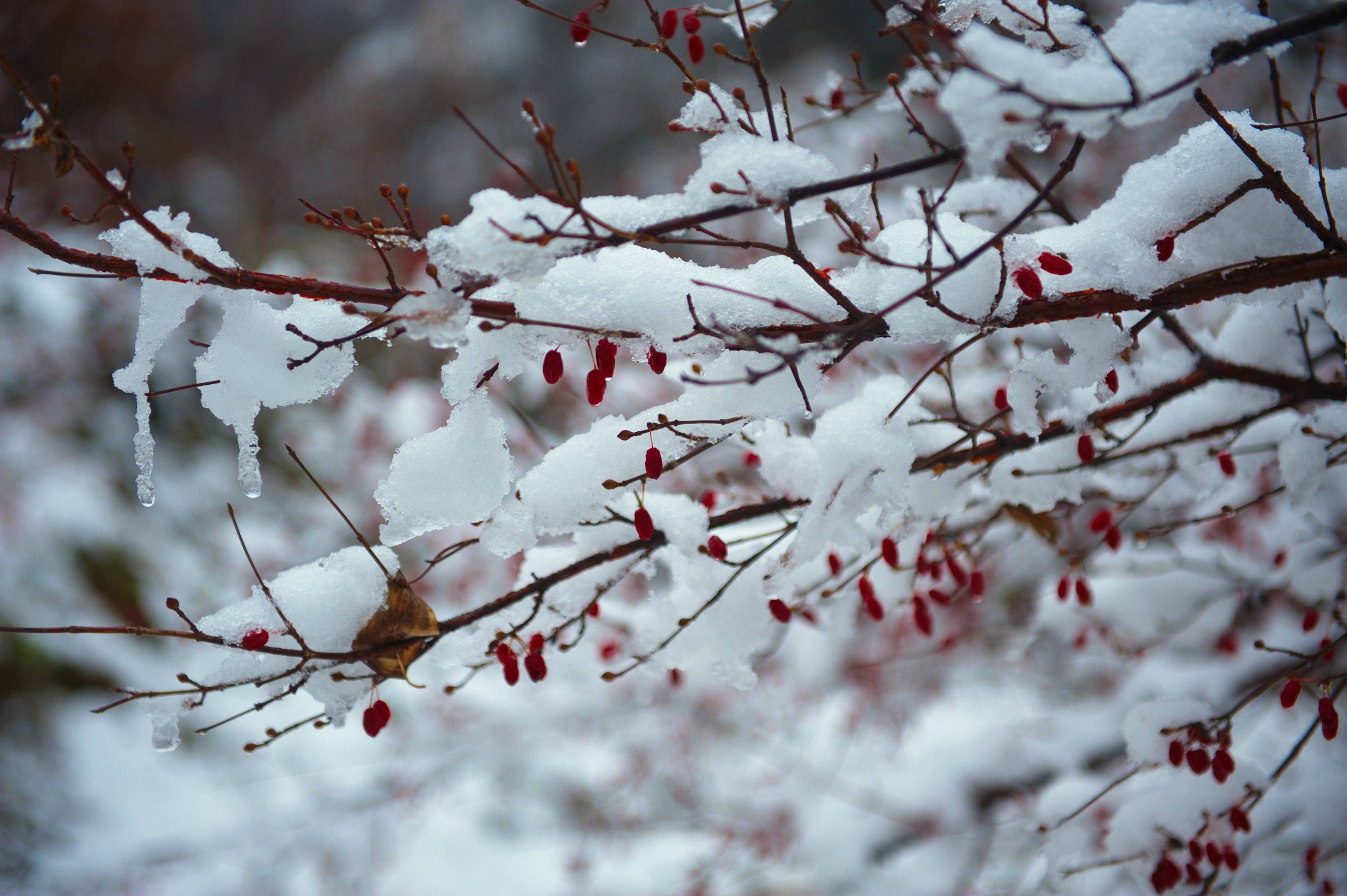 立春后的初雪