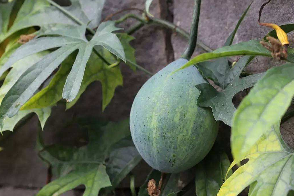 农村野地里的这种植物,是一味中药,有清热泻火,生津止渴的功效