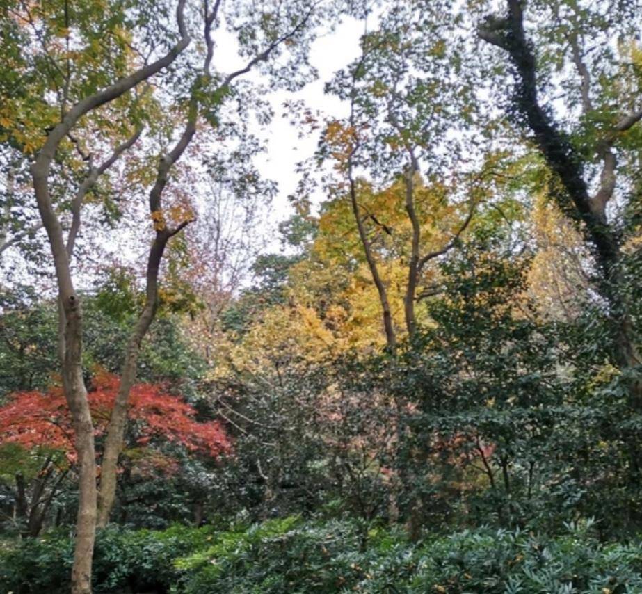 上海闵行金塔公园美到令人醉_游客_文化_活动