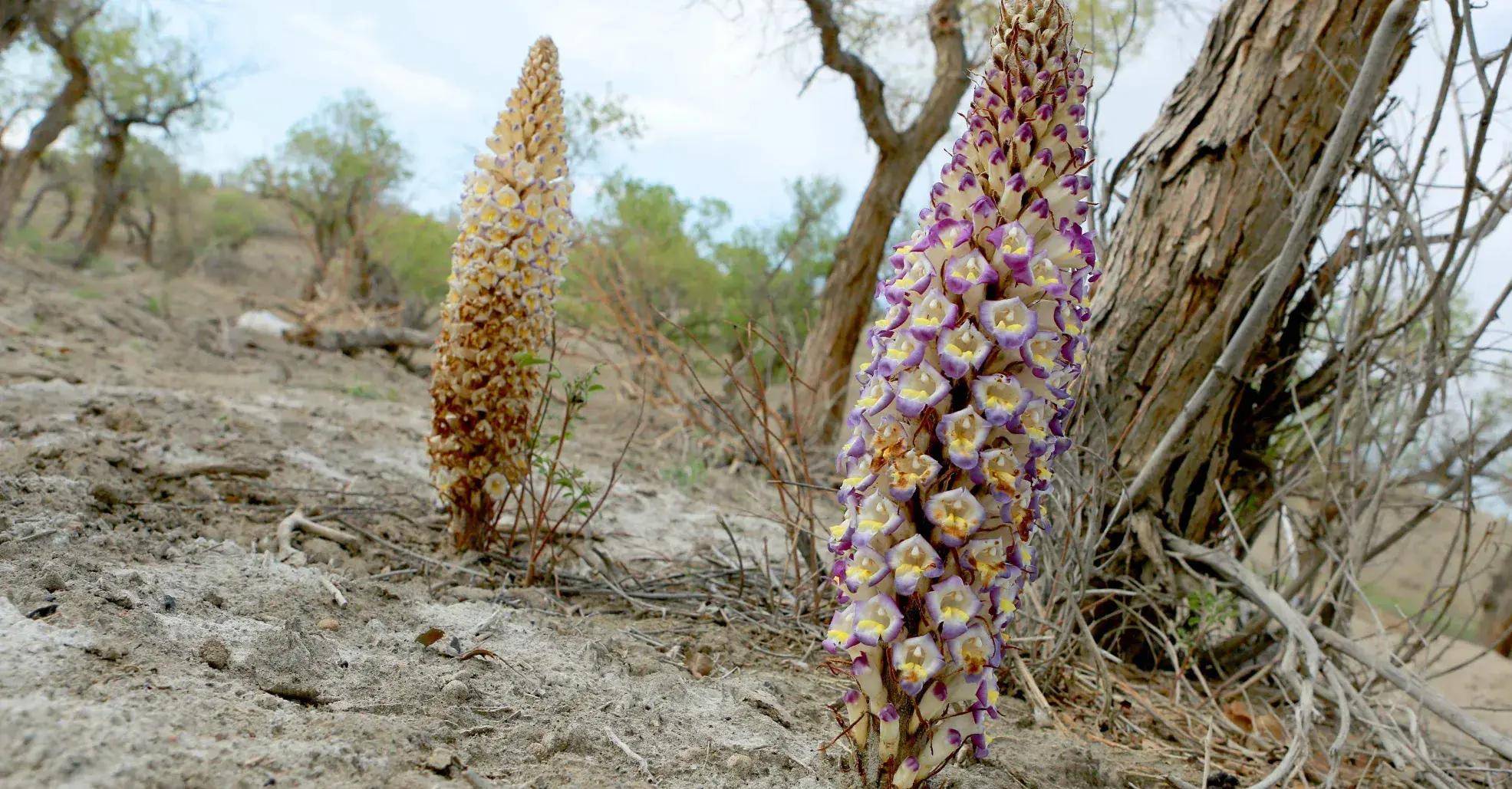 跟黑枸杞一样,肉苁蓉也是我国大西北荒漠中的一种草本植物,古代医书曾