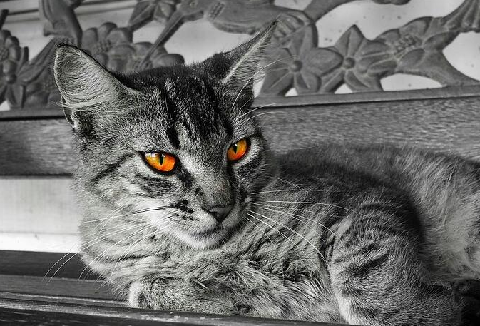 发情的母猫极其凶狠,铲屎官一个不留神就要见红