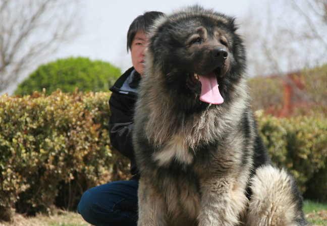 怎样正确的喂养高加索犬,喂养的小技巧,新手要知道的_进行_狗狗_时候
