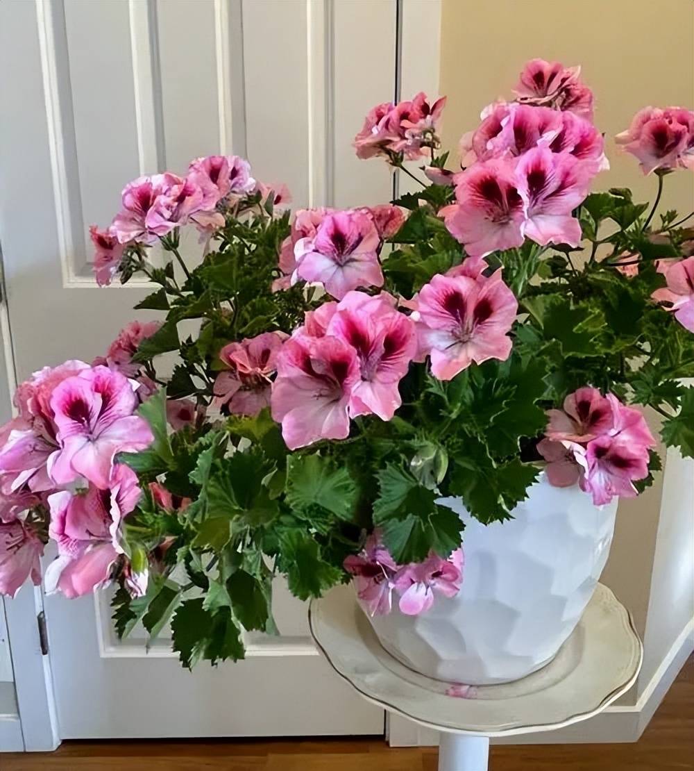 不容错过的五种长寿花,一开就是两季,适合新手和小白_art__html_cn