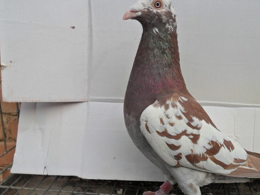 鸽子_刘涛_大赛