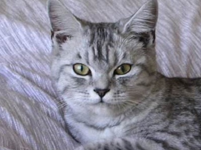 爱宠分享:虎斑猫的便秘一周会好吗,虎斑猫的便秘多久会好_主人_调整