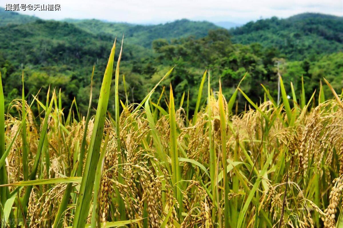 一,形态特征野稻的茎秆通常比水稻更细,高度也较低,通常在30-80厘米