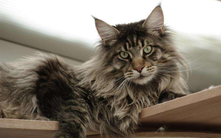 怎样喂养一只缅因猫,以及怎么护理,新手要知道的_猫咪_时候_毛发