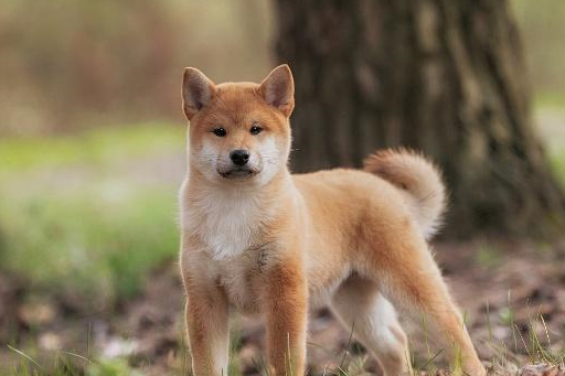 秋田犬和柴犬大同小異,秋田犬到底差在哪裡,這麼多人都不養_狗狗_性格