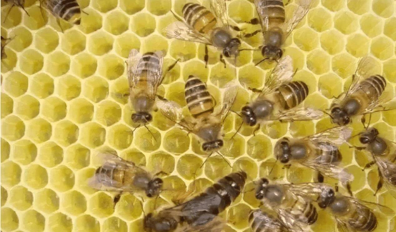 佩服蜜蜂智慧_幼虫_蜂巢_工蜂