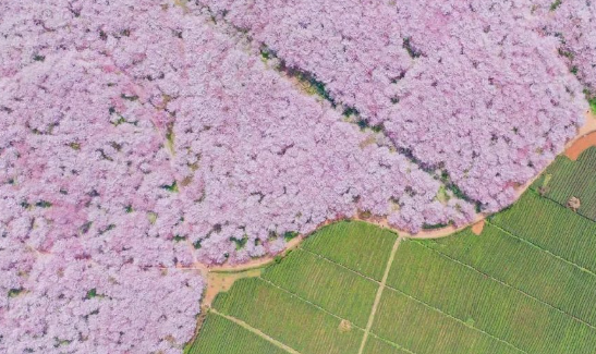 平坝农场樟园宾馆图片