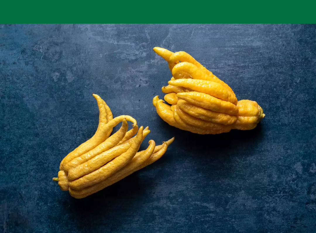 种植_植物大战僵尸_探险