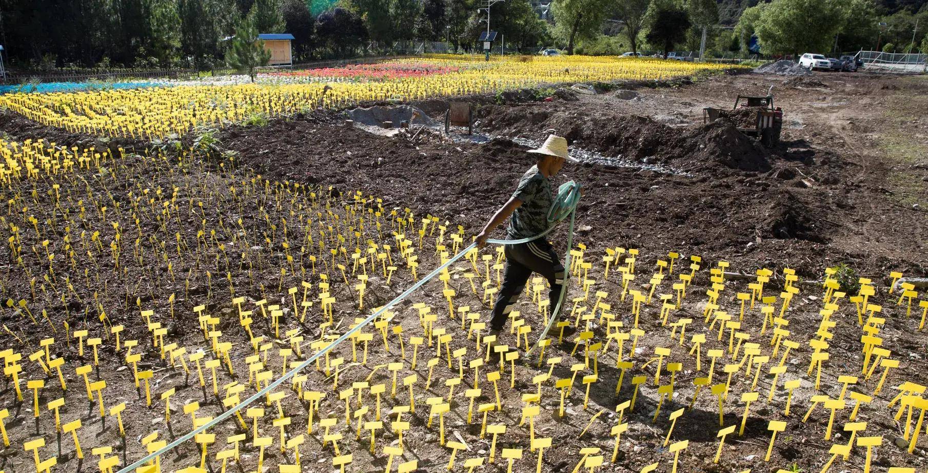 铁皮_价格_冬虫夏草