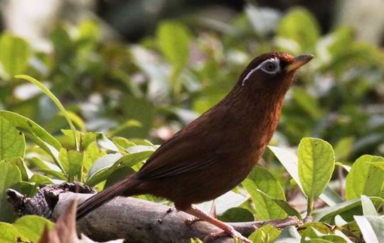 画眉鸟大羽已经换完,小毛还没有动静,这是为什么?_身体_时候_时期