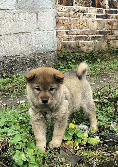 正宗的中华田园犬,颜值不输柴犬,堪称本土精品猎犬_狗狗_价格_餐桌