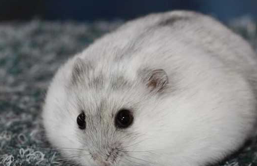 三,给仓鼠晒太阳,吹风这种情况发生在女生身上的可能性不较大,因为