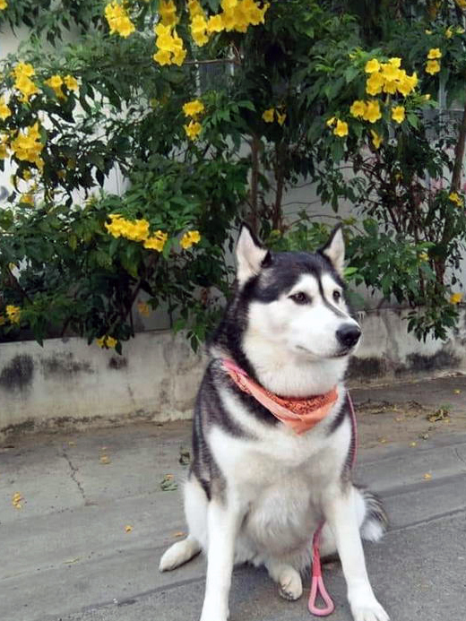 哈士奇绝育后胖成球,主人上网求助,发现多个同款"胖哈"_狗狗_体重_我