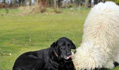 阿拉斯加守着买家的车不让走,它:谁也带不走你们_小宇_marley_jess