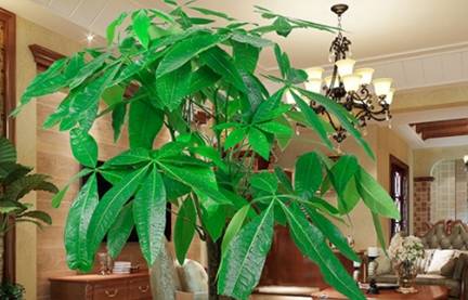 养发财树,浇1种肥水,叶片绿油油,新芽呼呼往外冒!