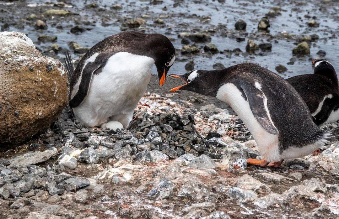 此行拍到的唯一一只帝企鹅| 幸运拍到了海豹的眼神| 虎鲸宝宝依偎在