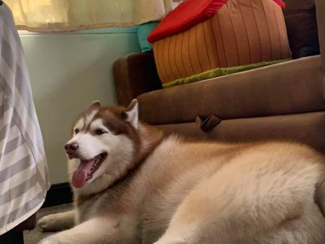 哈士奇绝育后胖成球,主人上网求助,发现多个同款"胖哈"_狗狗_体重_我