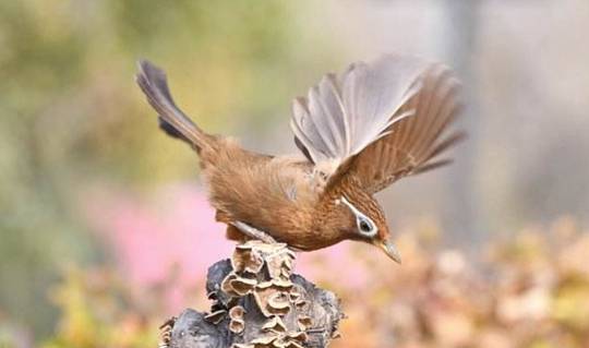 画眉鸟常见的动作和神态_情况_时候_行为