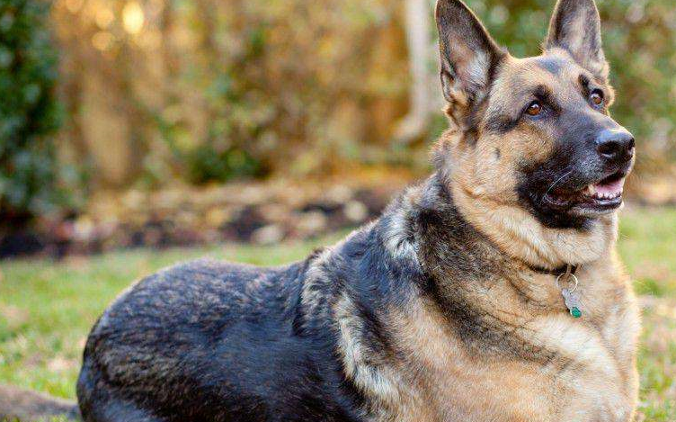 这些国家的国犬你都知道吗?你对它们了解多少_德国_田园_中华