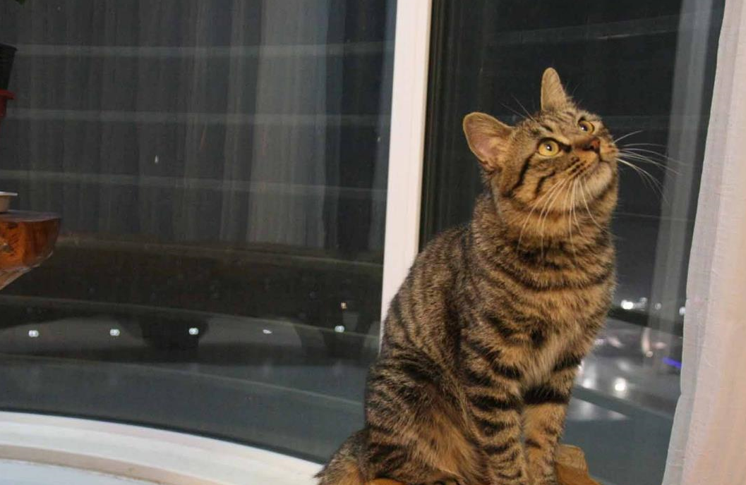 狸花猫智商有多惊人?跟"傻白甜"品种猫相比,它都成精了!