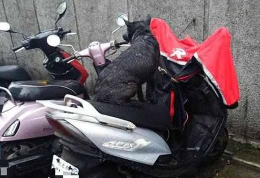 的狗子蹲在一台摩托车上淋雨,这狗一直如此,没有动过,全身都已经湿透