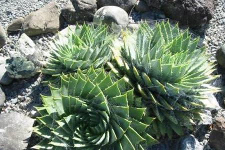 植物_养护_弹子