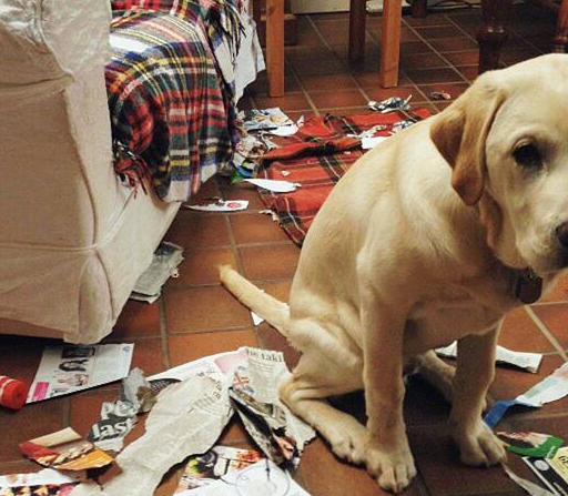 狗狗在家翻垃圾桶,被骂就一副内疚的表情,它真的知道错了吗?