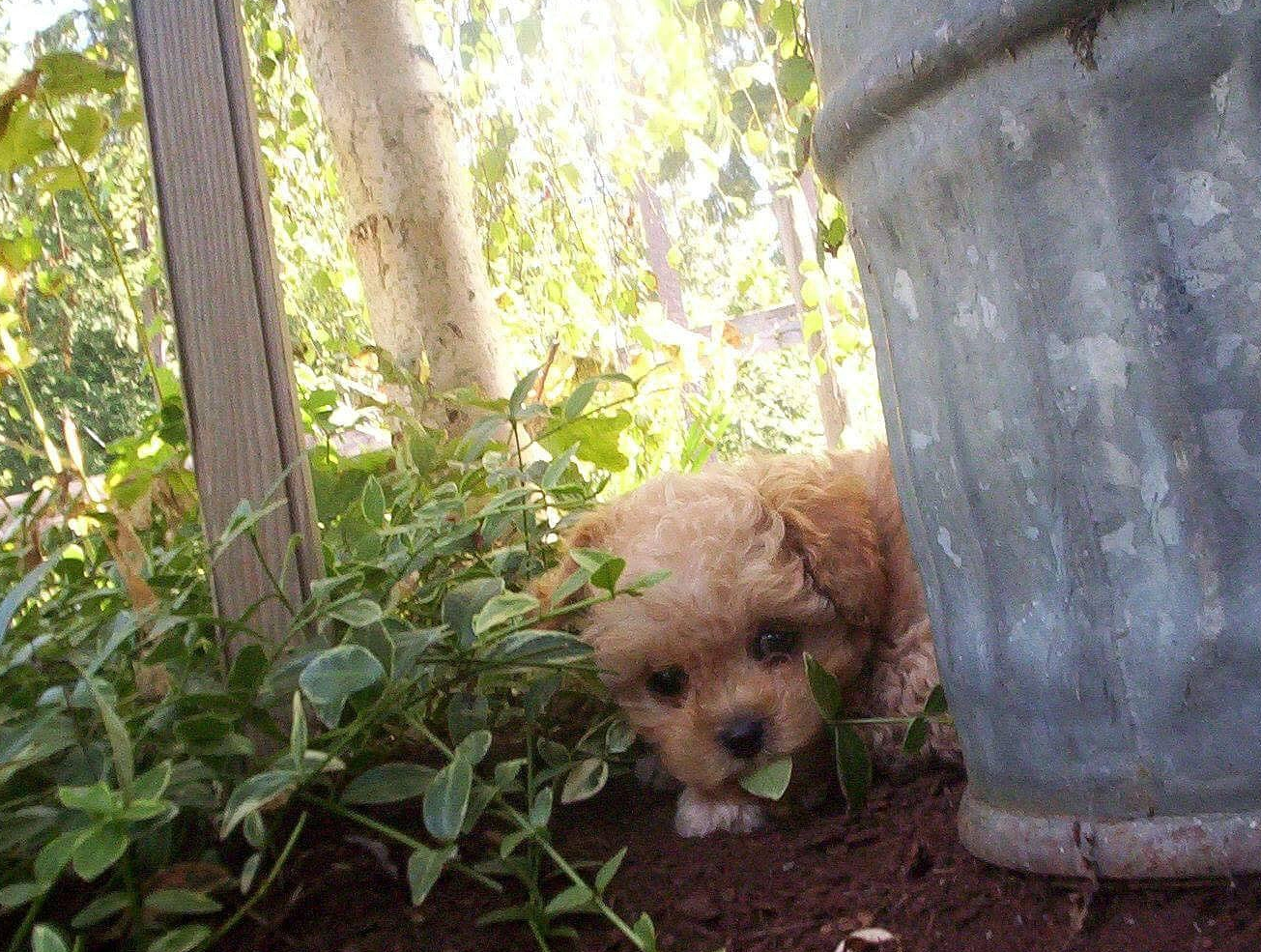 艾美_布纳_狗狗