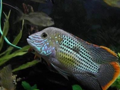 原创嘴巴越贱的观赏鱼鱼友们越容易养到爆缸这是真的吗