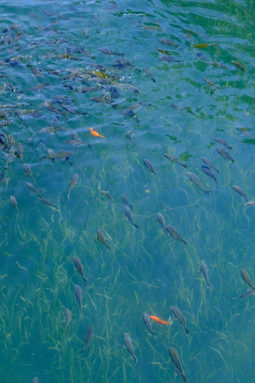 "水下森林",肇庆的秘密藏在水里,你见过吗?