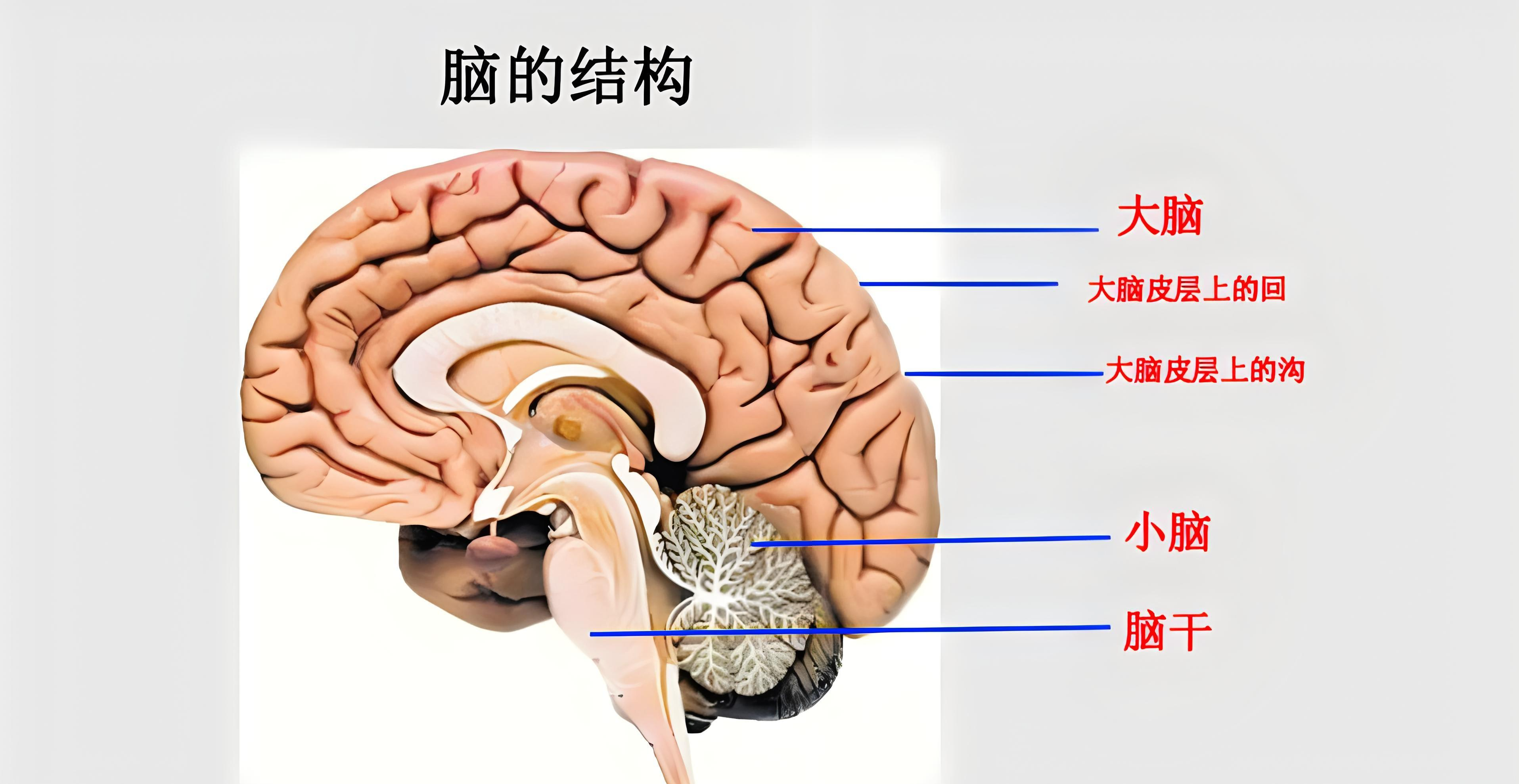 人类的老祖宗,被昆虫的老祖宗当点心吃!