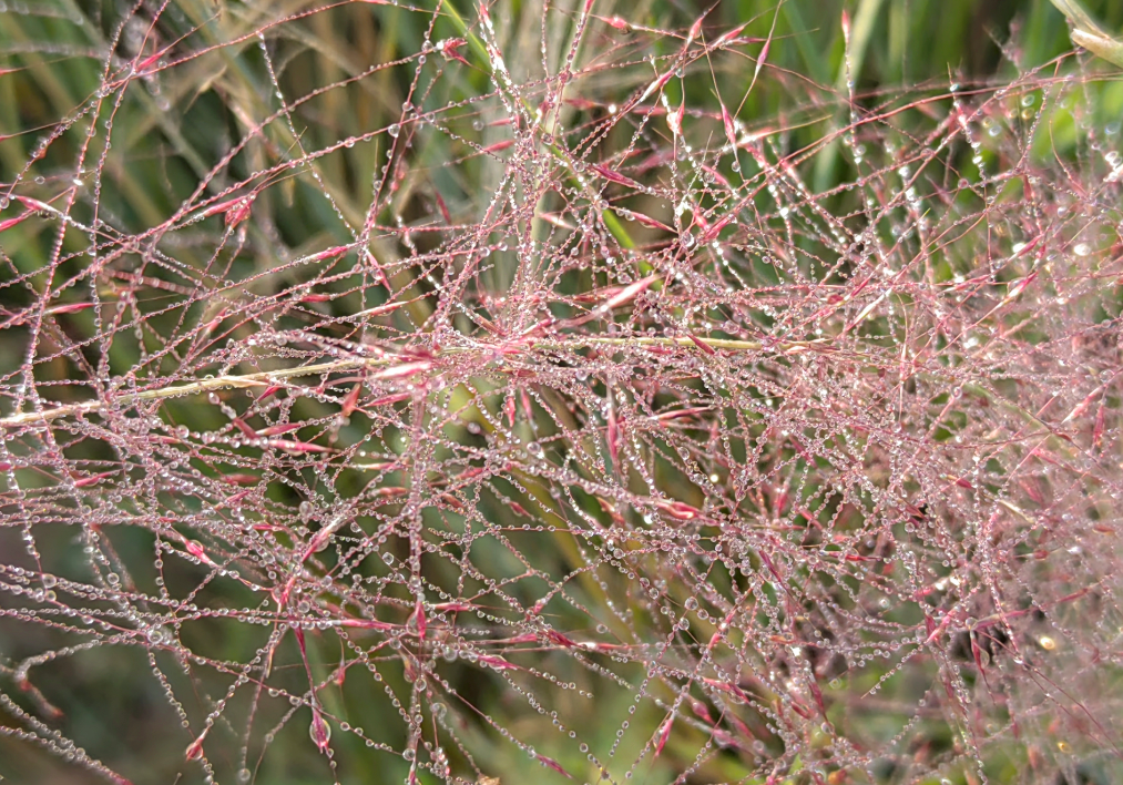 缕缕针丝染彩霞,纤纤叶脉舞朱纱.杨利荣