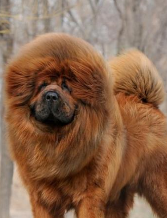 原创嫣嫣星座蜜语萌宠之这样训练藏獒事半功倍