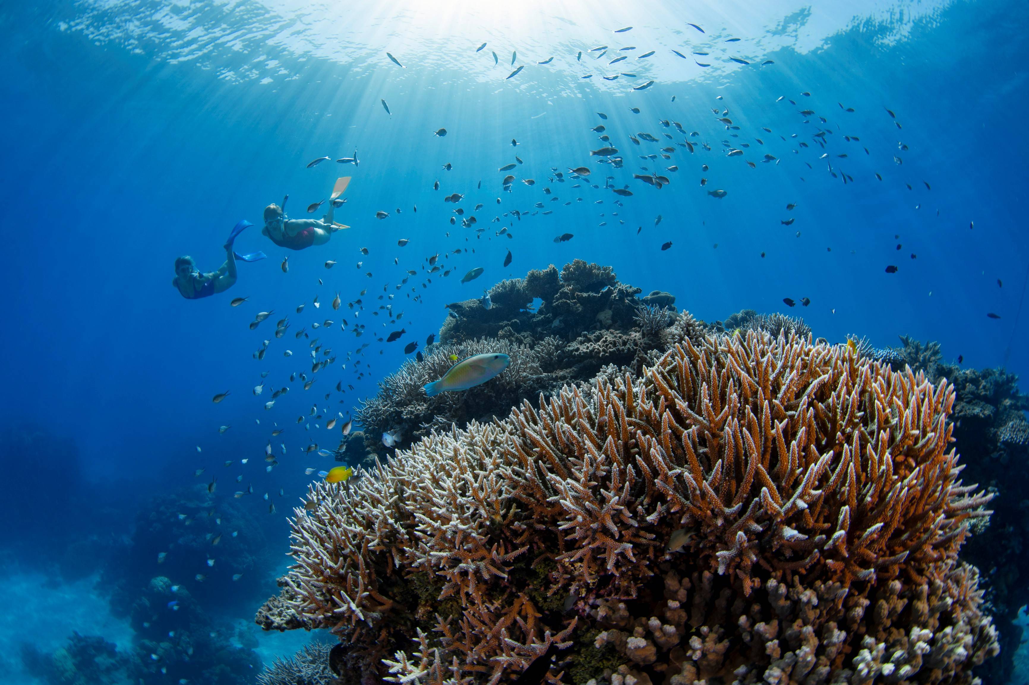 探索大自然的奇迹,融入大堡礁的魅力_昆士兰州_动物_生物