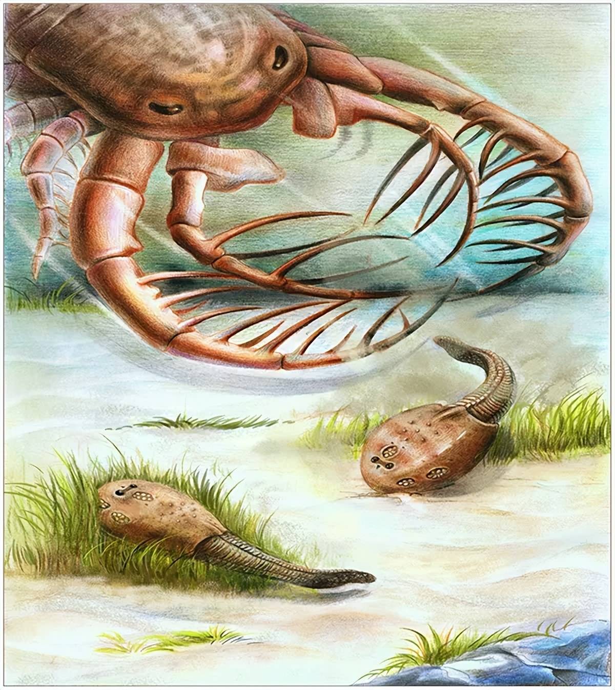 虾的祖先图片