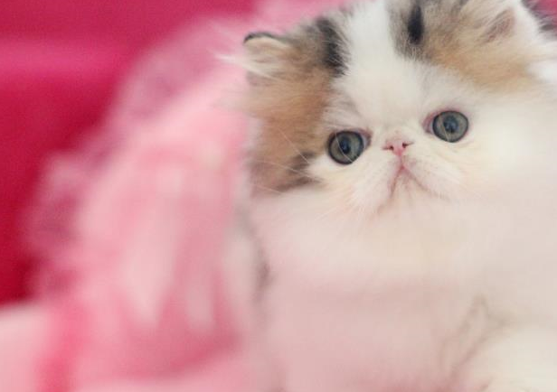 对于挪威森林猫和土耳其安哥拉猫,这两种猫,你了解多少呐!