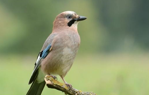 它们的习性你了解吗?_雌鸟_饲料_黑色