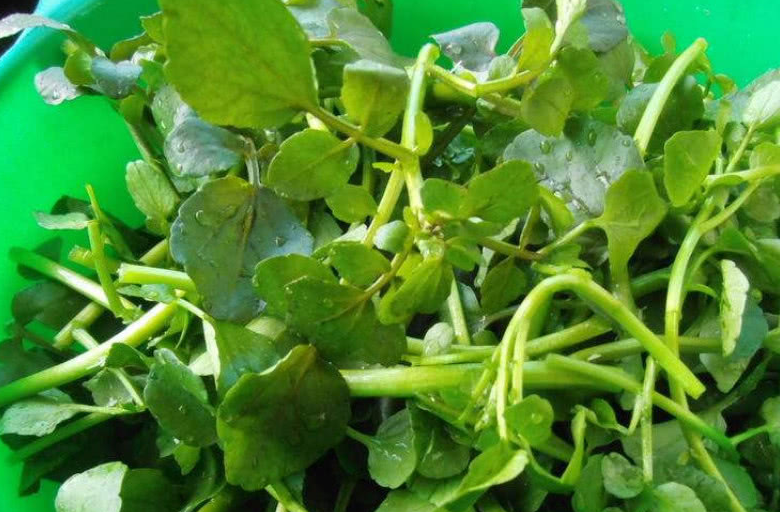 给孩子喝这汤能润肺止咳,提高免疫力,贵点也很值得_排骨_西洋菜_时候